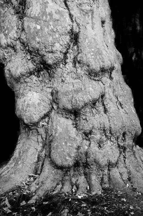 Tree Trunk 5900 bw.jpg - Tree Trunk